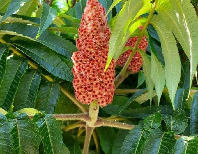 Škumpa orobincová ( Rhus Typhina)