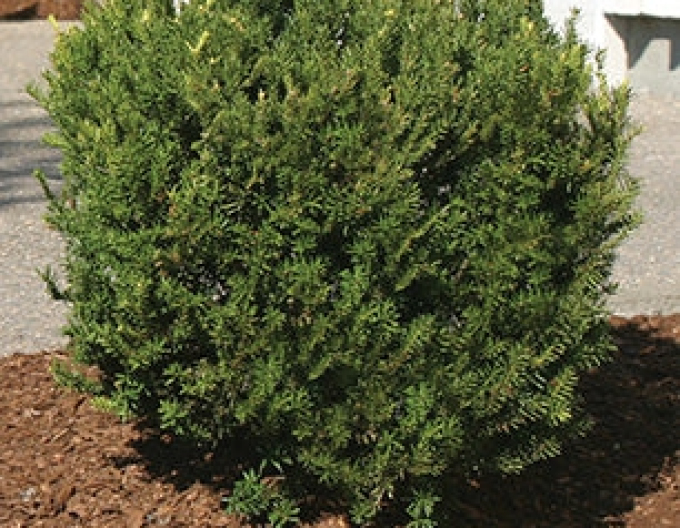 Tis middle ´Densiformis´