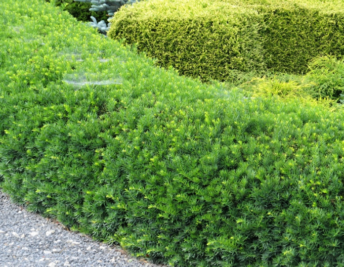 Tis middle ´Densiformis´