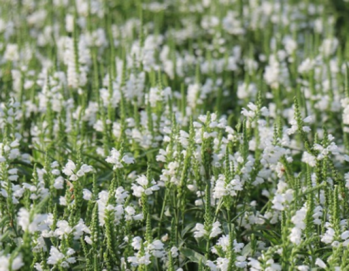 Physostegia virginiana ´Cristal peak white´
