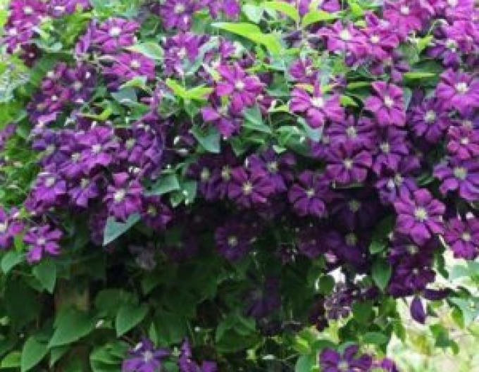 Clematis ´Grunwald´