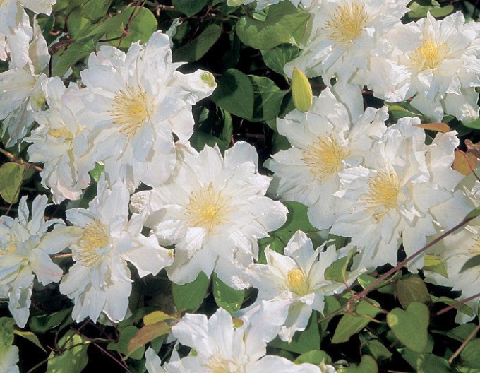 Clematis Sylvia Denny