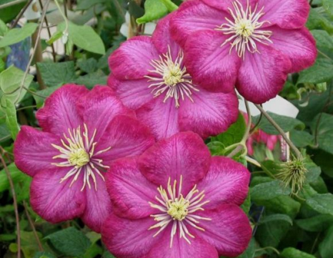Clematis ´Ville de Lyon´