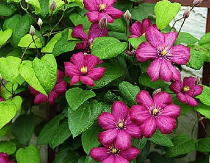 Clematis ´Ville de Lyon´