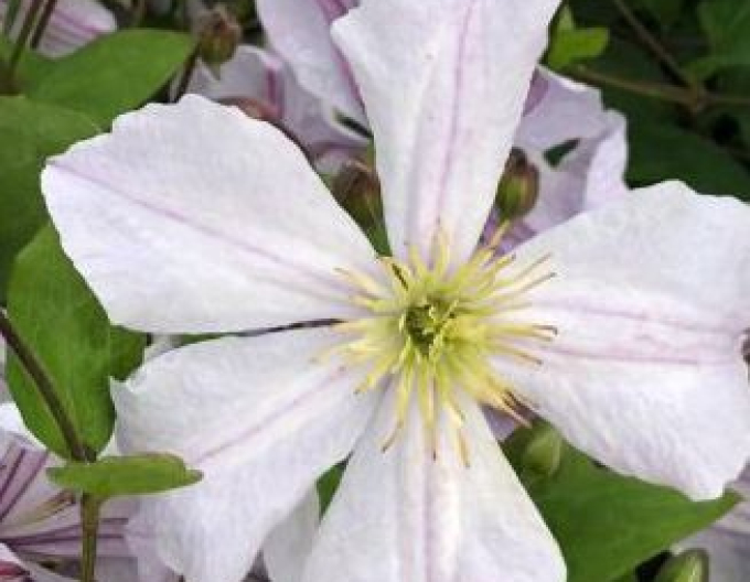 Clematis ´Prince Charles´