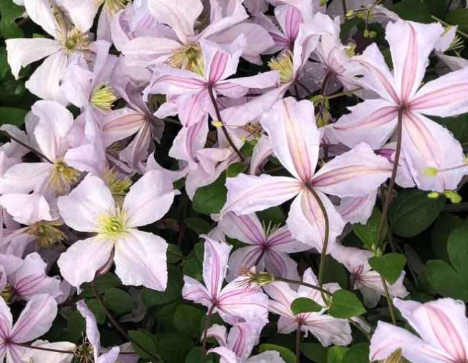 Clematis ´Prince Charles´
