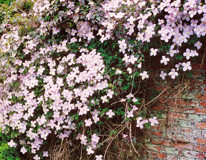 Clematis ´Rubens´
