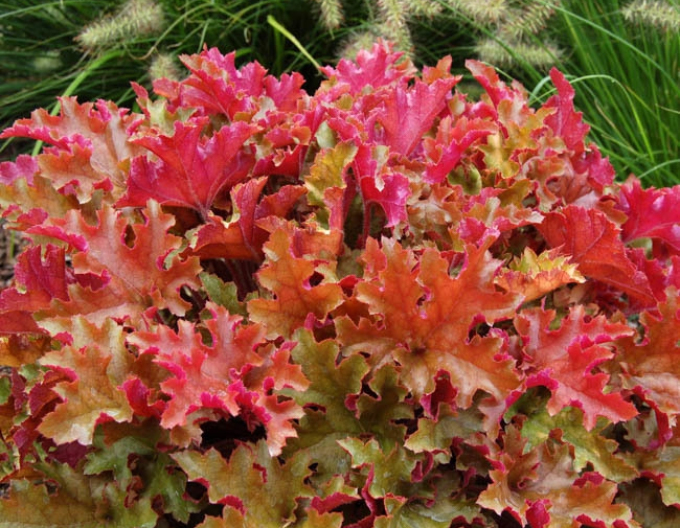 Heuchera " Marmeláda"