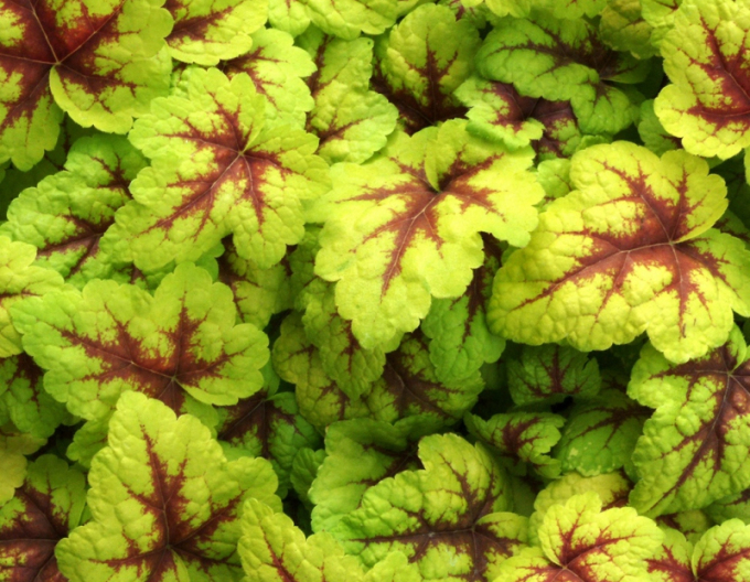 Heucherella "Stoplight"