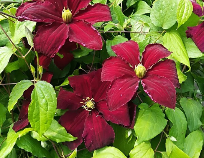 Clematis ´Niobe´