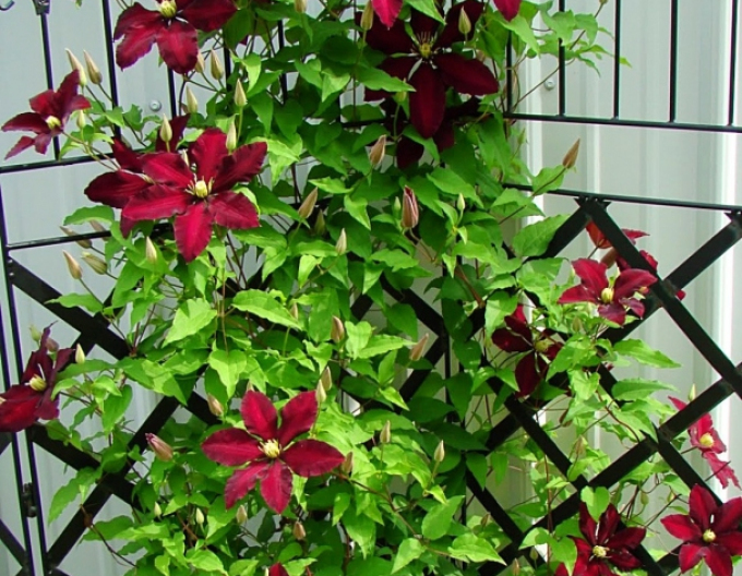 Clematis ´Niobe´
