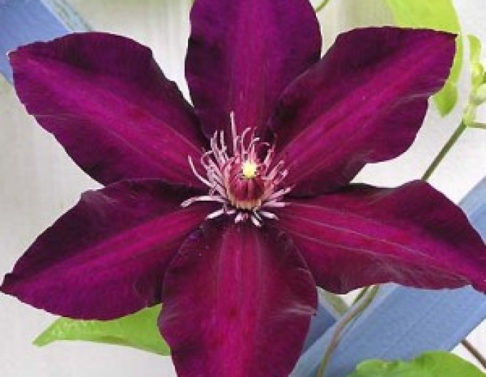 Clematis ´Stasik´