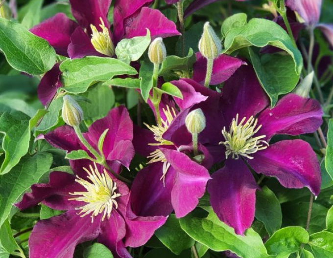 Clematis ´Warsaw Nike´