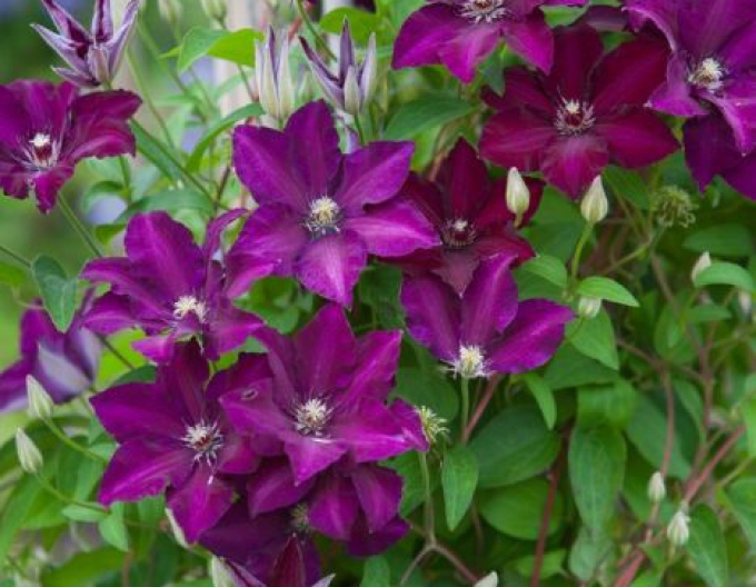 Clematis ´Warsaw Nike´