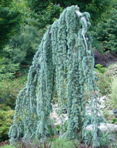 Cedr atlantský ´Glauca Pendula´