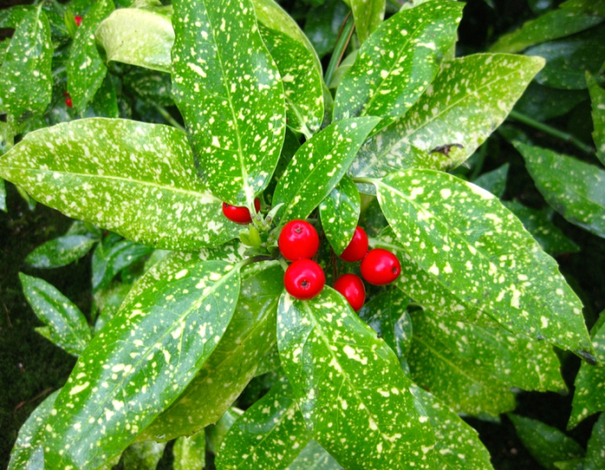 Aukuba japonska ´Variegata´