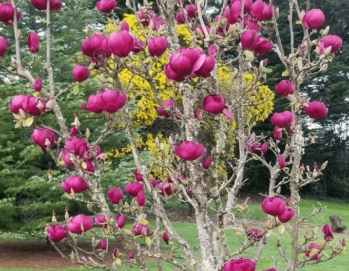 Magnolie Black Tulip