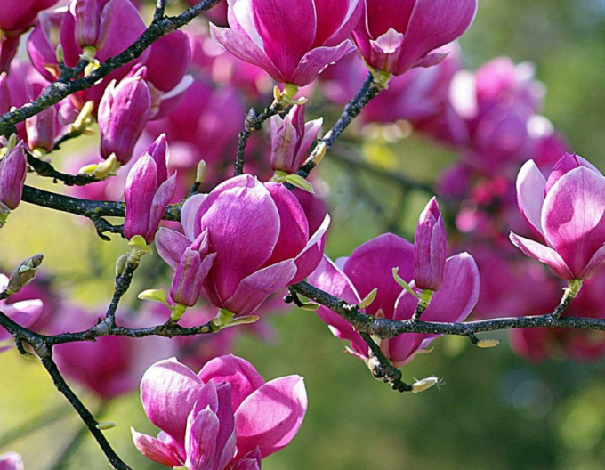 Magnolie Black Tulip