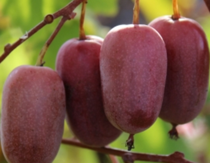 Mini kiwi Purple Orchard
