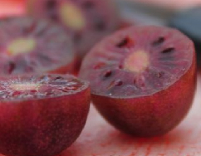 Mini kiwi Purple Orchard