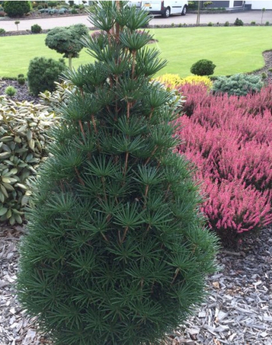 Pajehličník přeslenatý  100/125cm