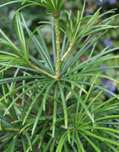 Pajehličník přeslenatý  100/125cm