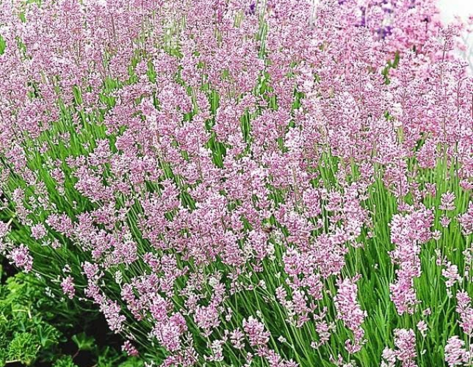 Levandule "Ellagance Pink"