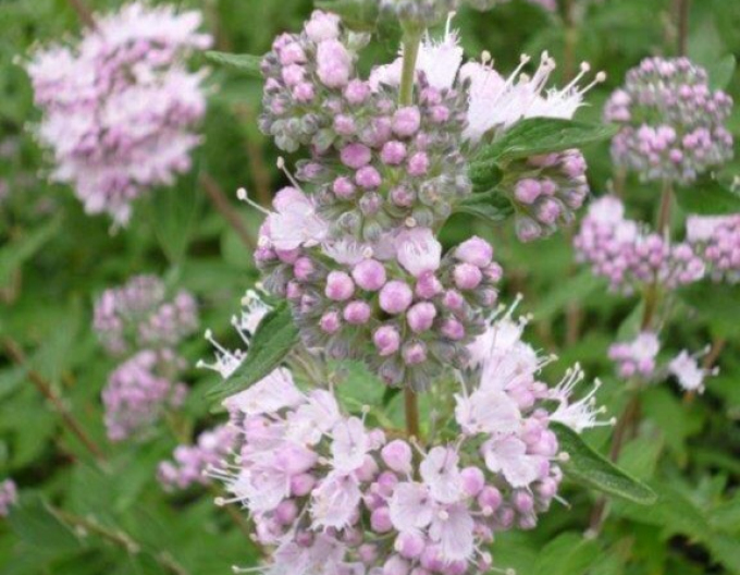 Hogweed ´Stephi´
