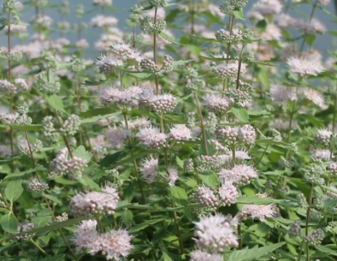 Hogweed ´Stephi´