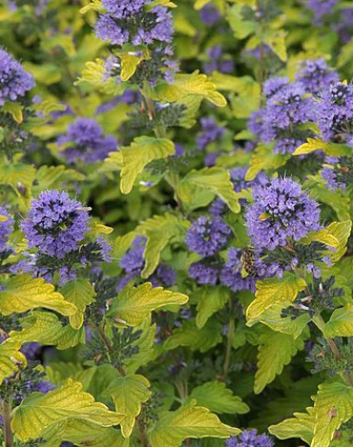 Ořechokřídlec clandonský ´Hint of Gold´