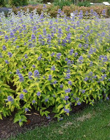 Ořechokřídlec clandonský ´Hint of Gold´