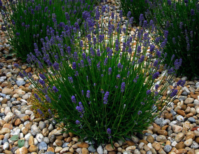 Levandule "Aromatico Blue Compact"