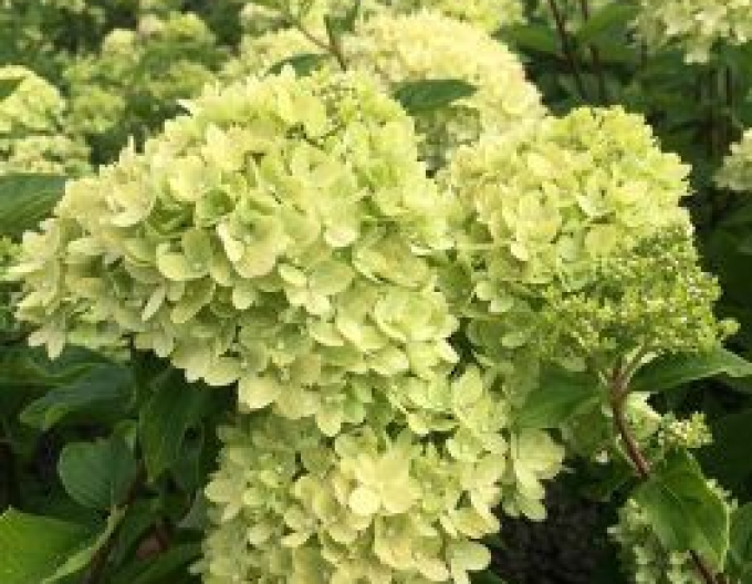 Hortenzie Lime