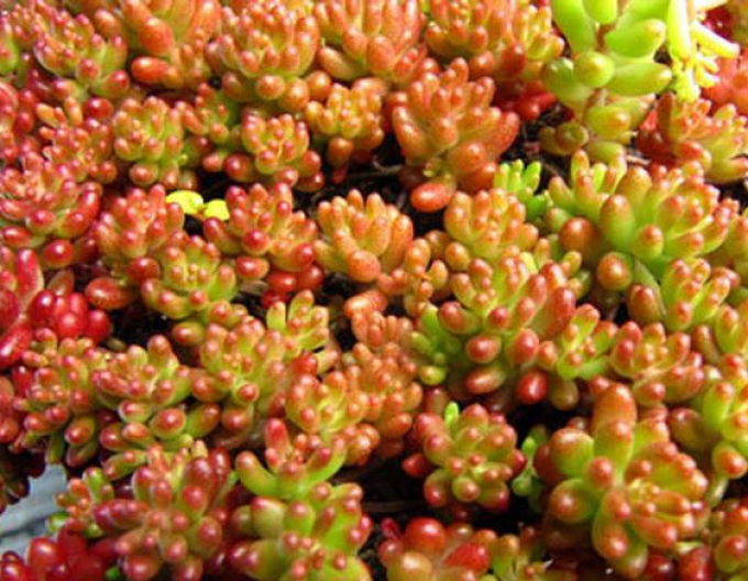 Rozchodník Coral Carpet