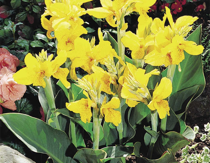 Kana ´Yellow Humbert´