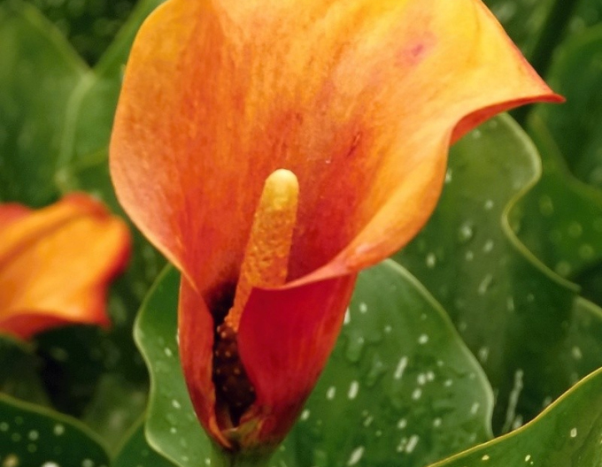 Kala ´Orange´