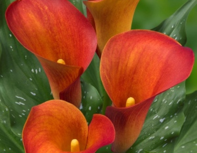Kala ´Orange´