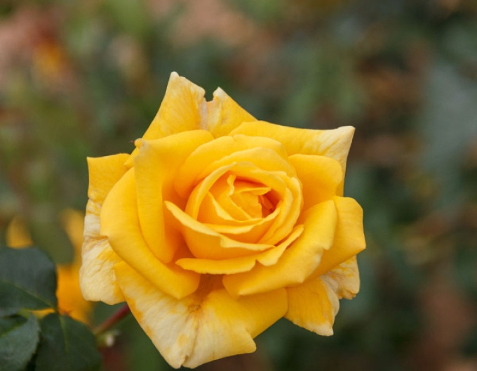 ROSE "Goldstern"