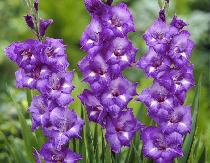 Gladiola ´Macarena´