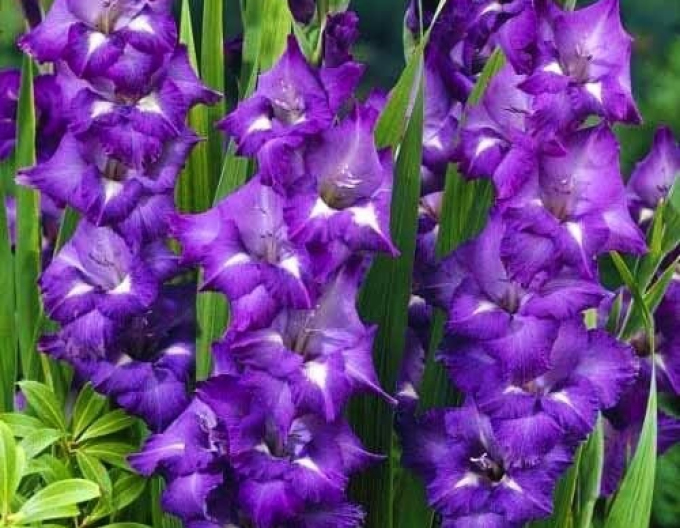 Gladiola ´Macarena´