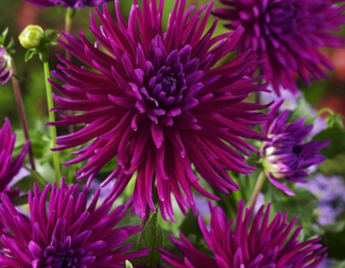 Jiřinka kaktusová ´Purple Gem´