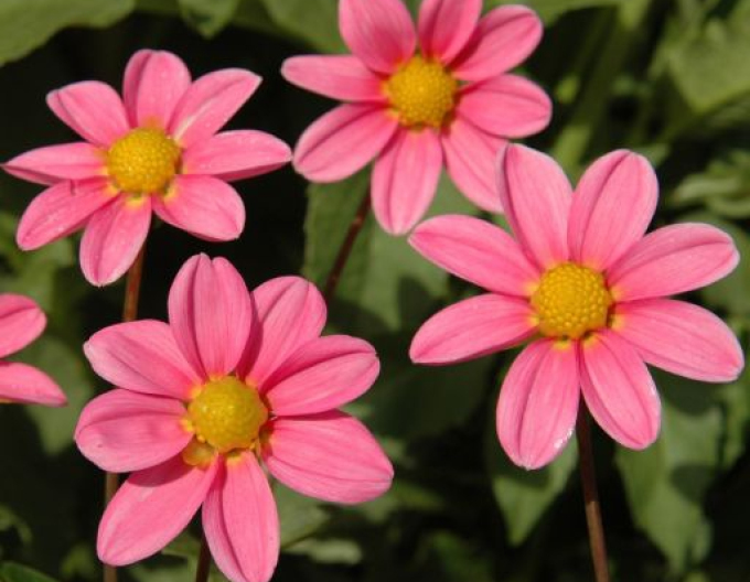 Jiřinka nízká ´Pink Bonne Esperance´