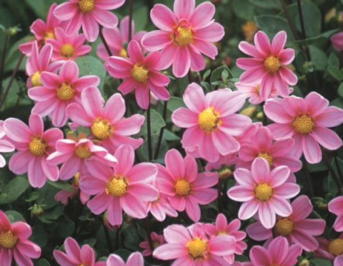 Jiřinka nízká ´Pink Bonne Esperance´