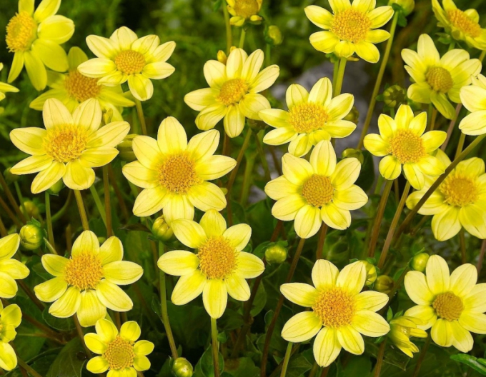 Jiřinka nízká Topmix Yellow