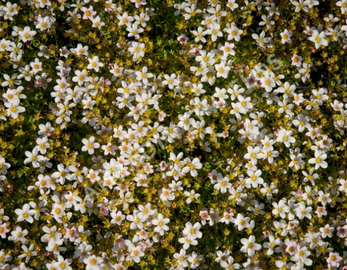 Lomikámen Pixie White