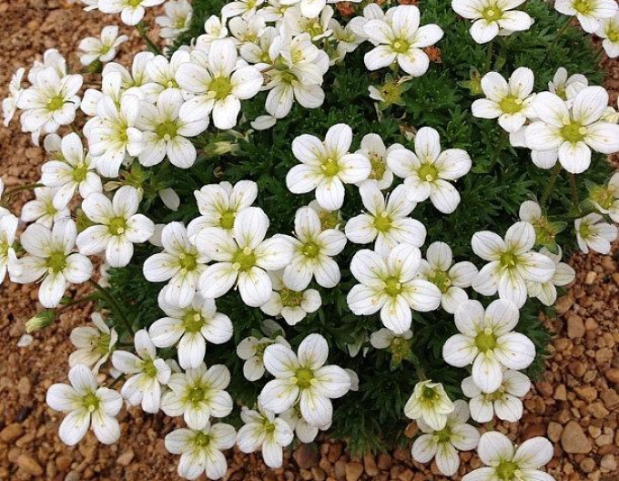Lomikámen Pixie White
