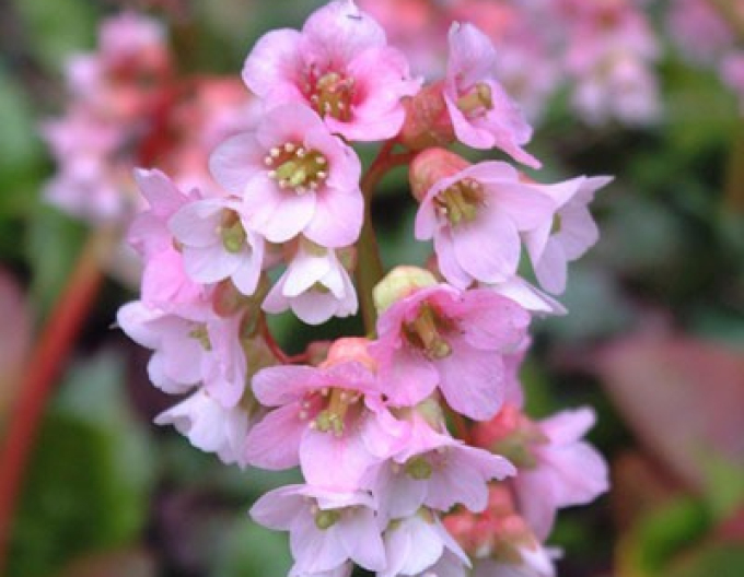 Bergenia ´Baby Doll´
