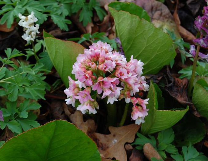 Bergenia ´Baby Doll´