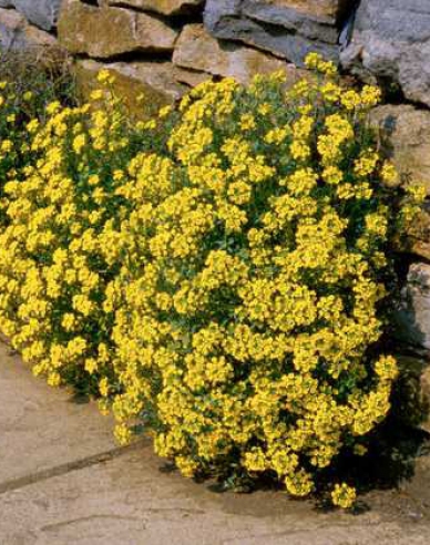 Tařice skalní Gold Cushion