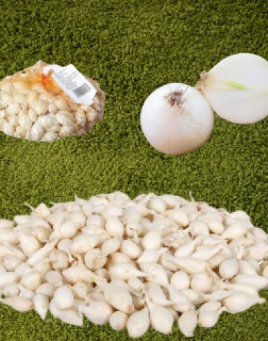 Cibule sazečka ´Whitte Snowball ´ 8/16 0,25kg